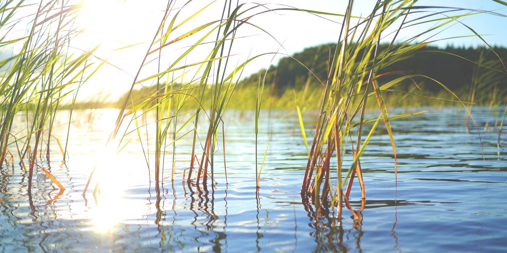 Aurinko paistaa sammaleen päälle.
