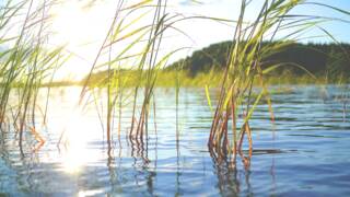 Aurinko paistaa sammaleen päälle.