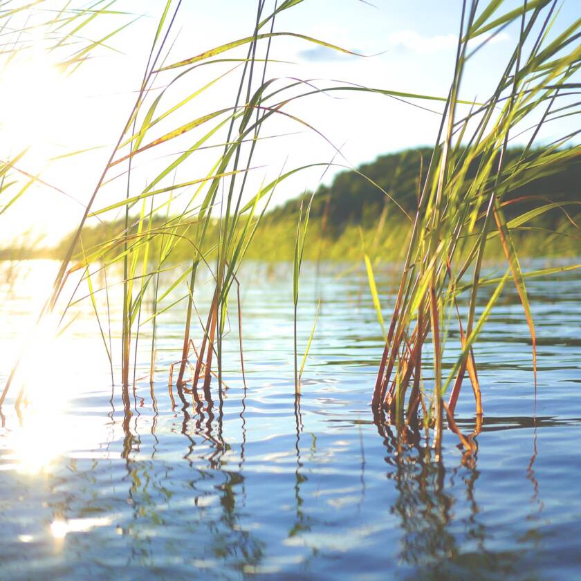 Aurinko paistaa sammaleen päälle.