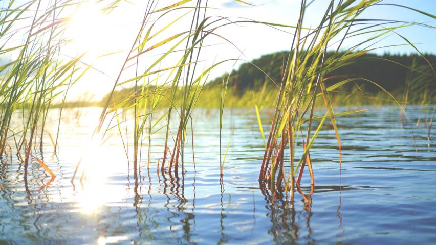 Aurinko paistaa sammaleen päälle.